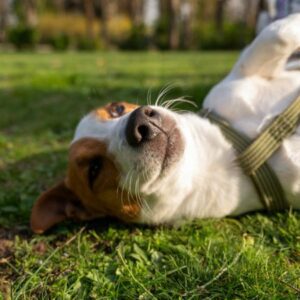 Com qual idade os cachorros são considerados idosos?. - Foto: Reprodução