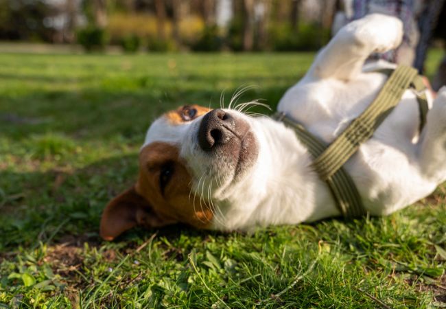 Com qual idade os cachorros são considerados idosos?. - Foto: Reprodução