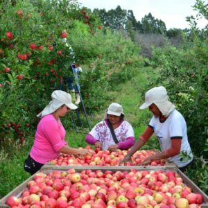 Foto: Aires Mariga / Epagri)