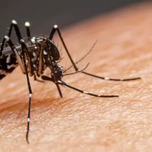 Mulher de 34 anos é a 5º morte por dengue em Chapecó