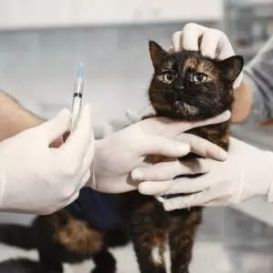 Cidasc abrirá concurso para médicos veterinários com salário de mais de R$7 mil