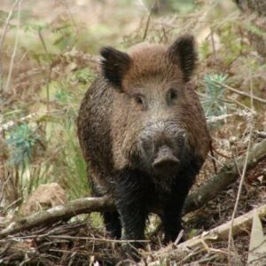 Foto: Divulgação / SAR