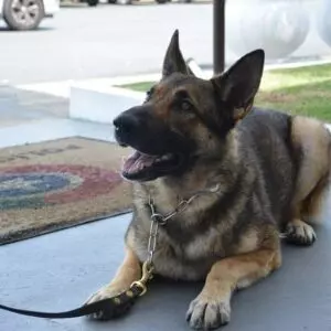 Foto: Cadela Bruna, farejadora (Arquivo Polícia Militar SC)