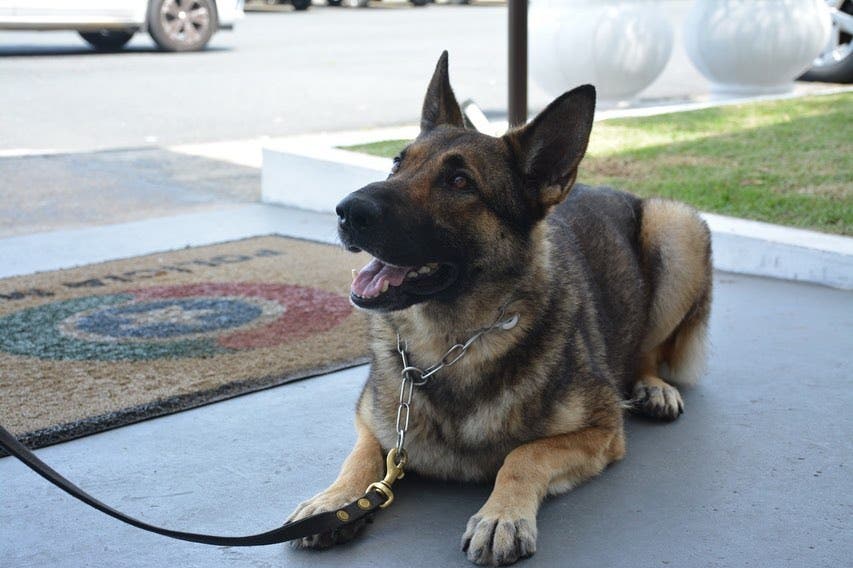 Foto: Cadela Bruna, farejadora (Arquivo Polícia Militar SC)