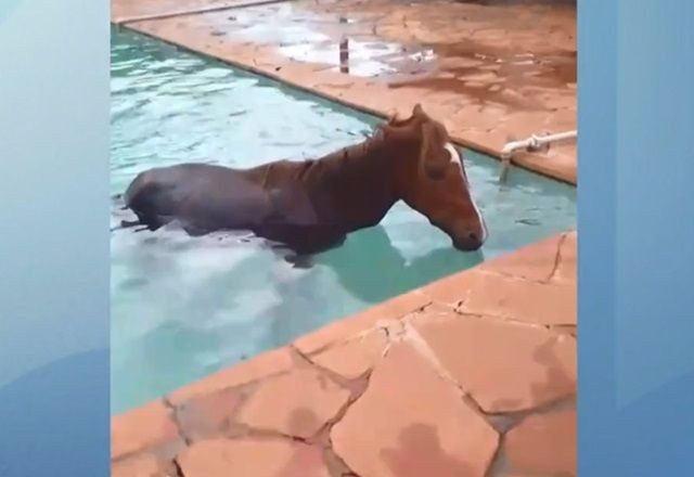 Cavalo vai parar dentro de piscina e moradores fazem resgate