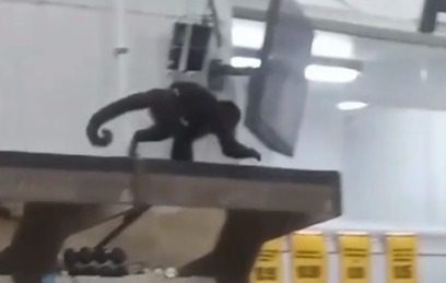 Macaco-prego invade mercado em São Francisco do Sul