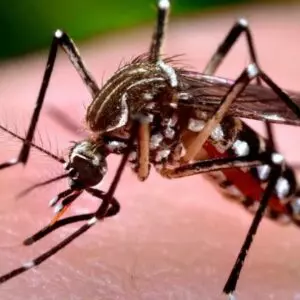 Joinville atinge 46 mortes por dengue, com mais de 30 mil casos confirmados