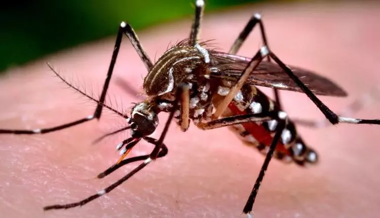 Brasil supera los 5 millones de casos probables de dengue