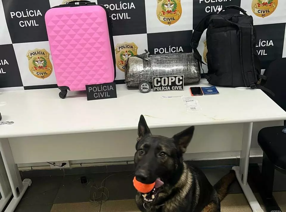 Foto: Polícia Civil | Divulgação