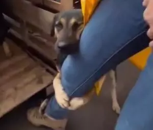 Cachorro abraça voluntária de SC após resgate no RS