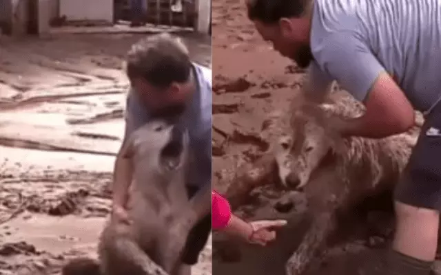 Cachorro preso em meio à lama é resgatado no RS