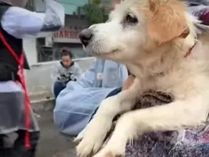 Cachorros continuam nadando mesmo após resgate no RS; veja vídeo