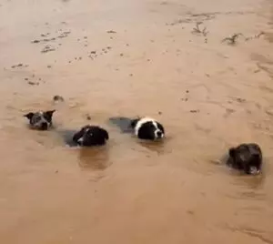 Grande Florianópolis recebe feira de adoção de cachorros resgatados da enchente no RS