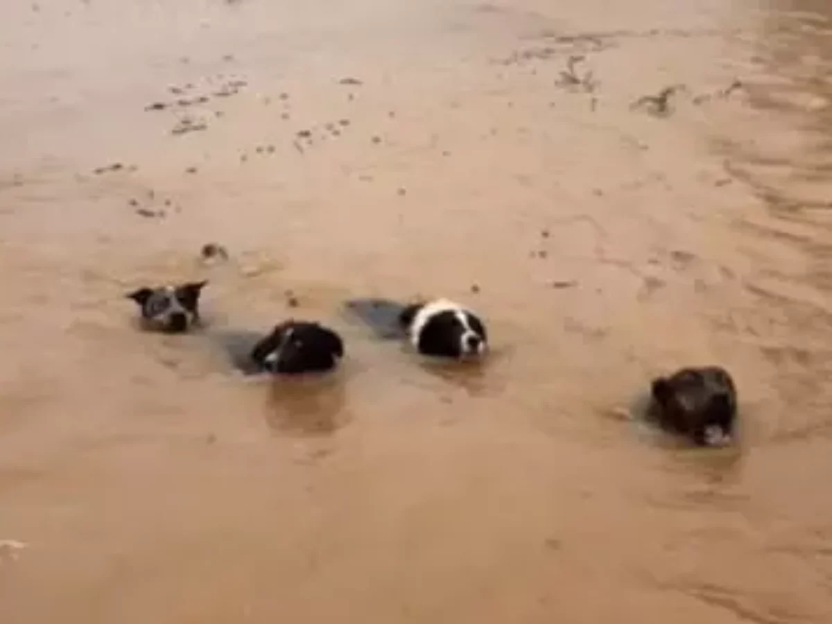 Chuva no RS: Vídeo mostra cavalos e cachorros sendo resgatados de área  alagada; assista