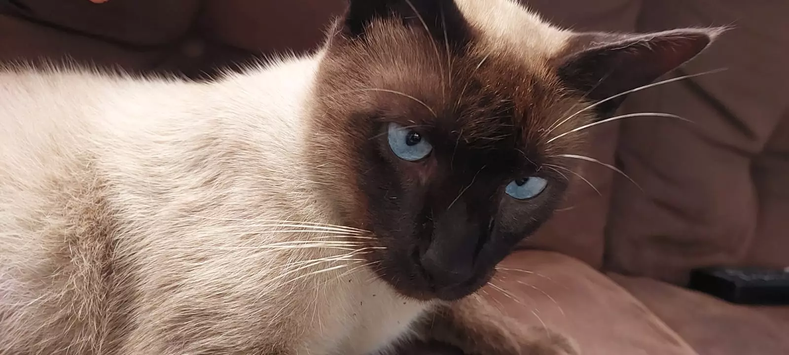 Família procura por gato Maria Gasolina em Blumenau