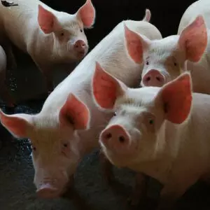 SC é responsável por mais de 50% da carne suína exportada pelo Brasil no início de 2024