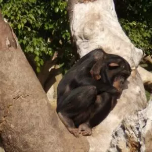 Mãe chimpanzé convive há três meses com filhote morto