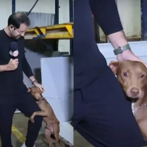 Paulo Mathias adota cachorro após tutor entrar na lista de desaparecidos no RS