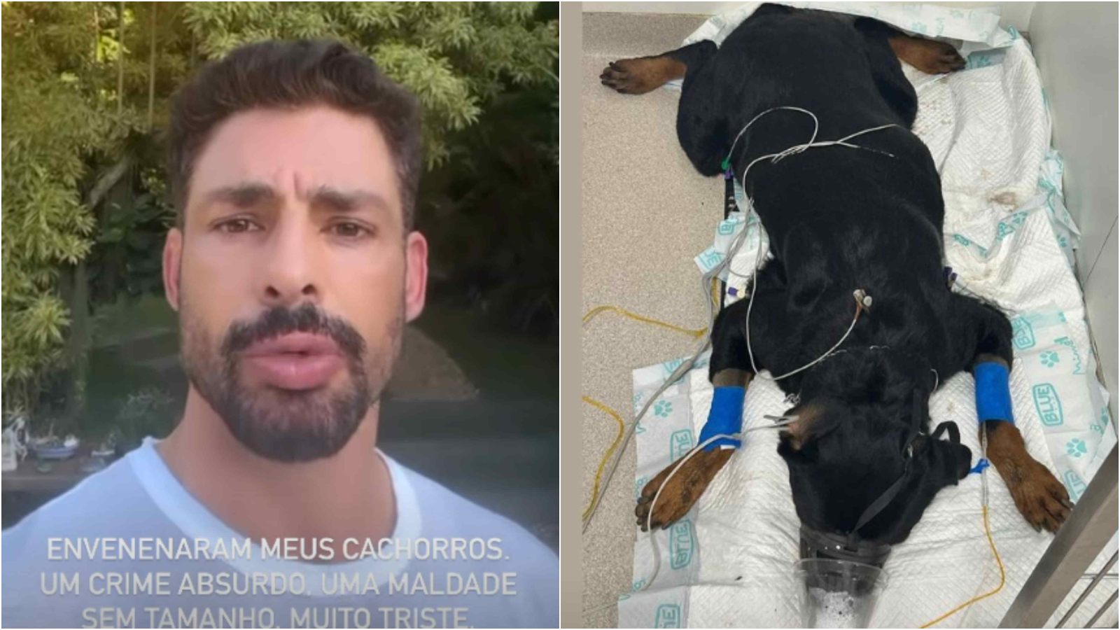 Cauã Reymond chega em casa e encontra cachorros envenenados | Foto: Reprodução/Redes sociais