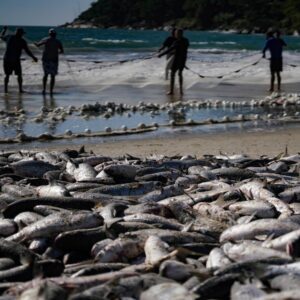 Mais de 780 mil tainhas foram capturadas na modalidade arrasto de praia | Foto: Ricardo Wolffenbüttel / Arquivo / SECOM