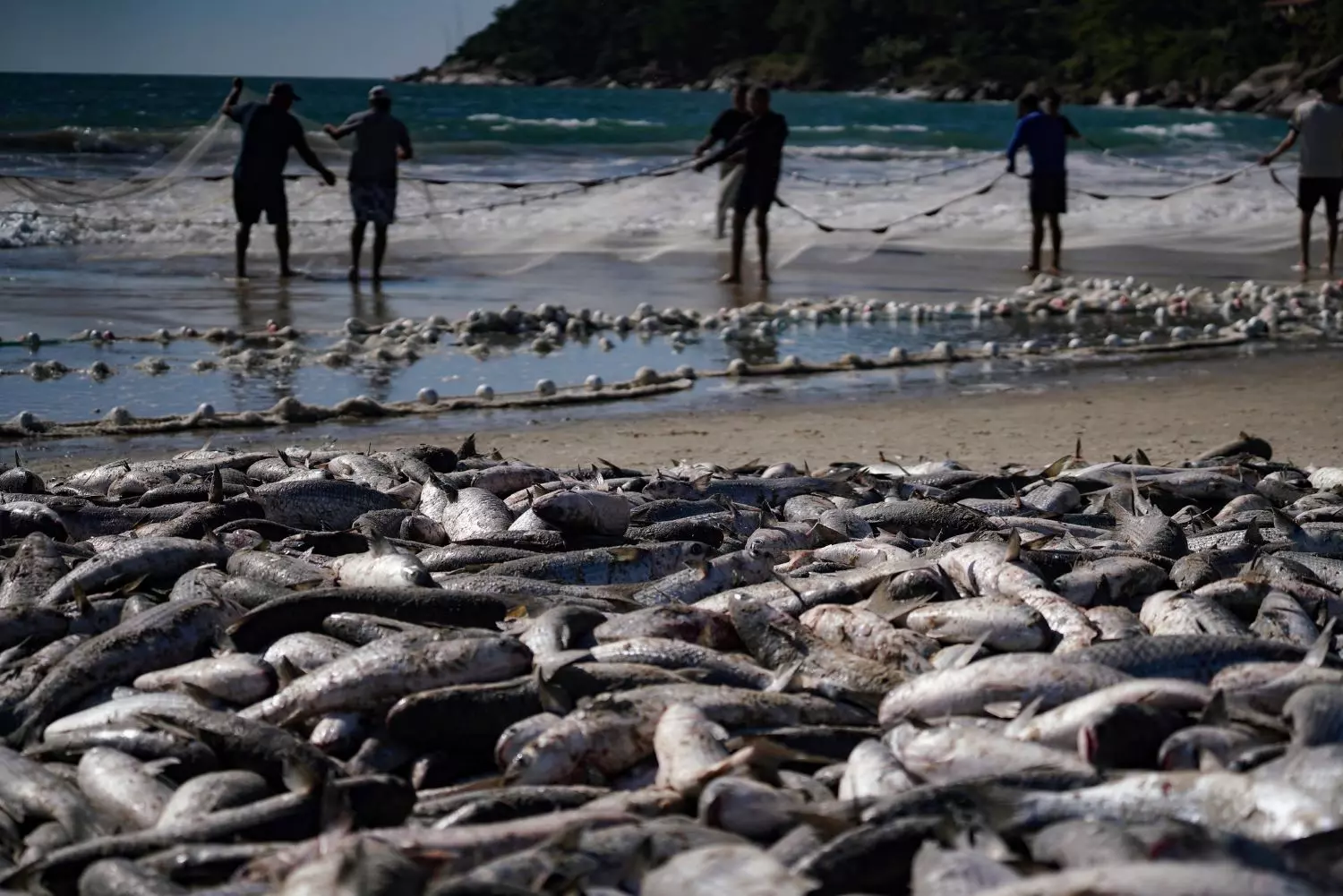 Mais de 780 mil tainhas foram capturadas na modalidade arrasto de praia | Foto: Ricardo Wolffenbüttel / Arquivo / SECOM