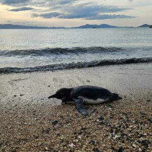 Pinguim 'erra' caminho de casa e surge em praia na Capital | Foto: Sofia Gonzalez/SCC SBT