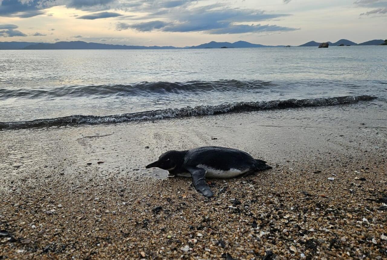 Pinguim ‘erra’ caminho de casa e surge em praia na Capital | Foto: Sofia Gonzalez/SCC SBT