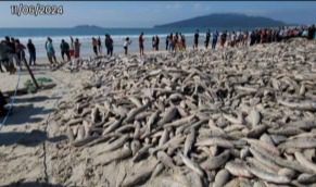 Praia dos Ingleses registra lanço de mais de 20 mil tainhas