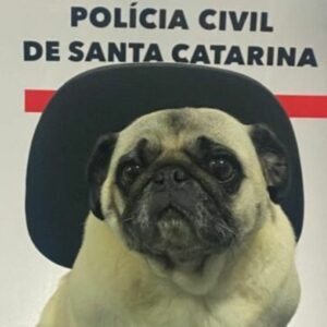 Pug desaparecida há dois meses é recuperada pela polícia em SC | Foto: Polícia Civil de Santa Catarina/Divulgação