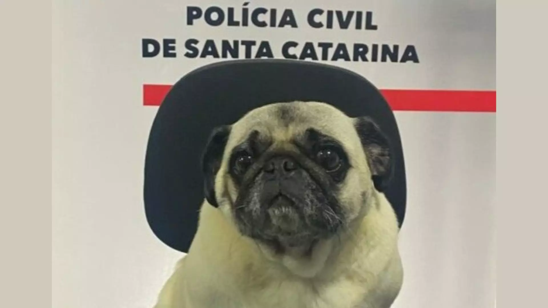 Pug desaparecida há dois meses é recuperada pela polícia em SC | Foto: Polícia Civil de Santa Catarina/Divulgação