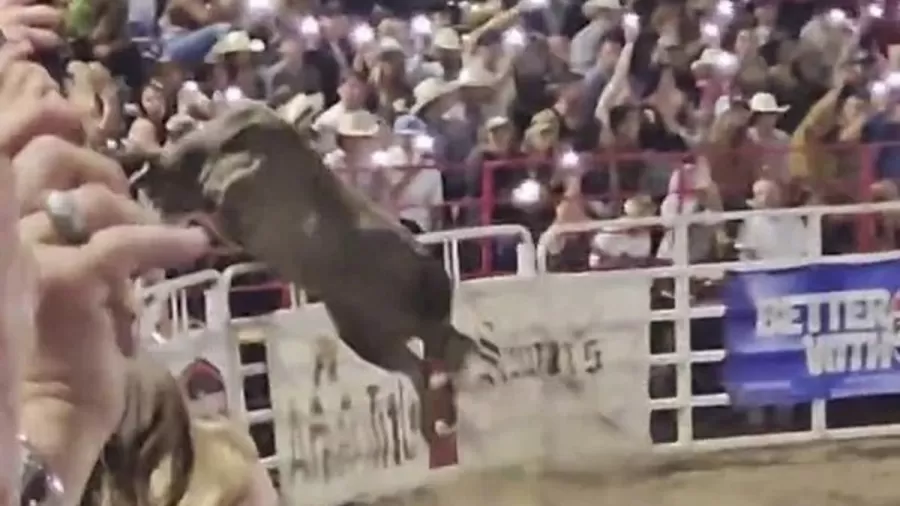 VÍDEO: touro pula cerca, invade plateia e deixa vários feridos em rodeio | Foto: Reprodução/UOL