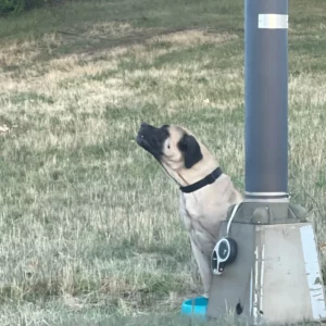 Cachorra é abandonada e amarrada a poste em rodovia