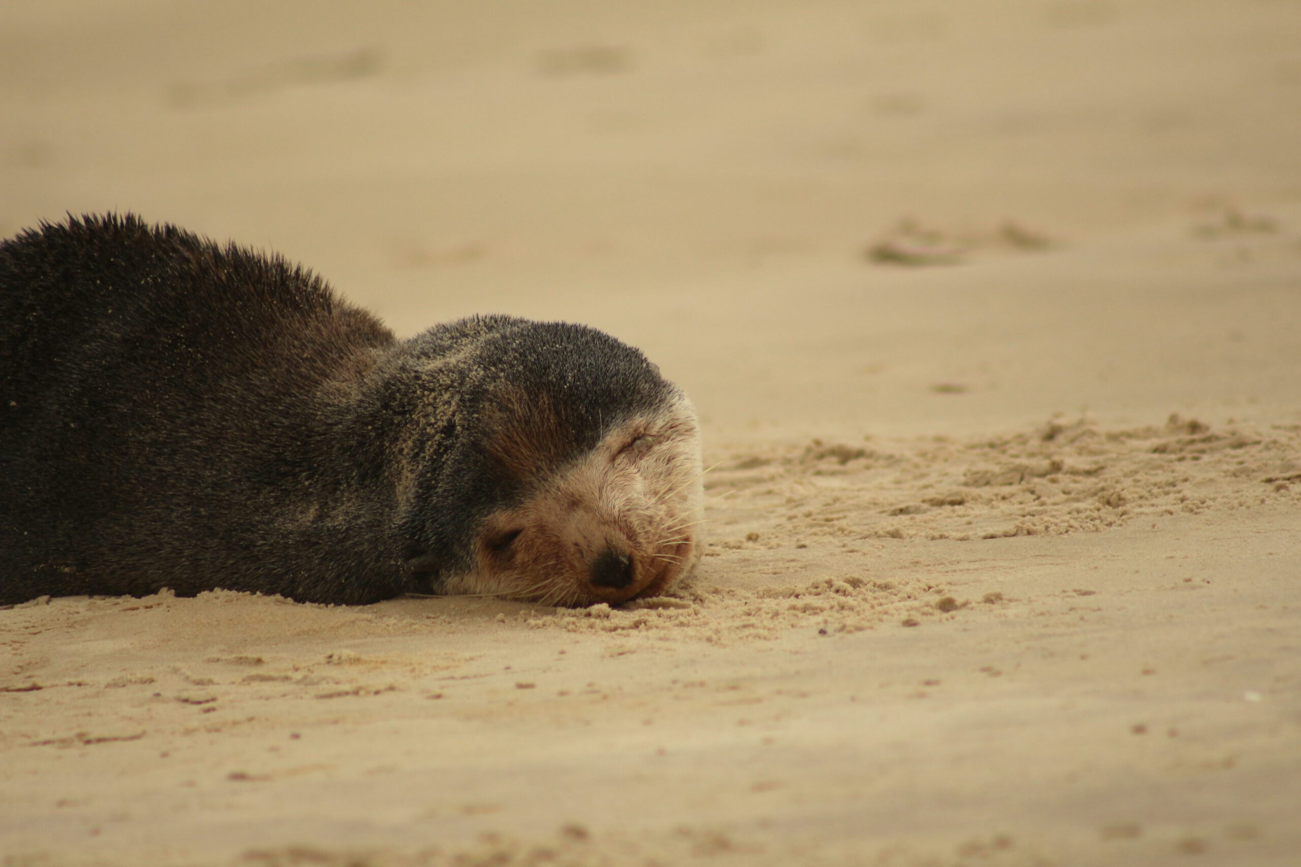 Foto: Divulgação | R3 Animal