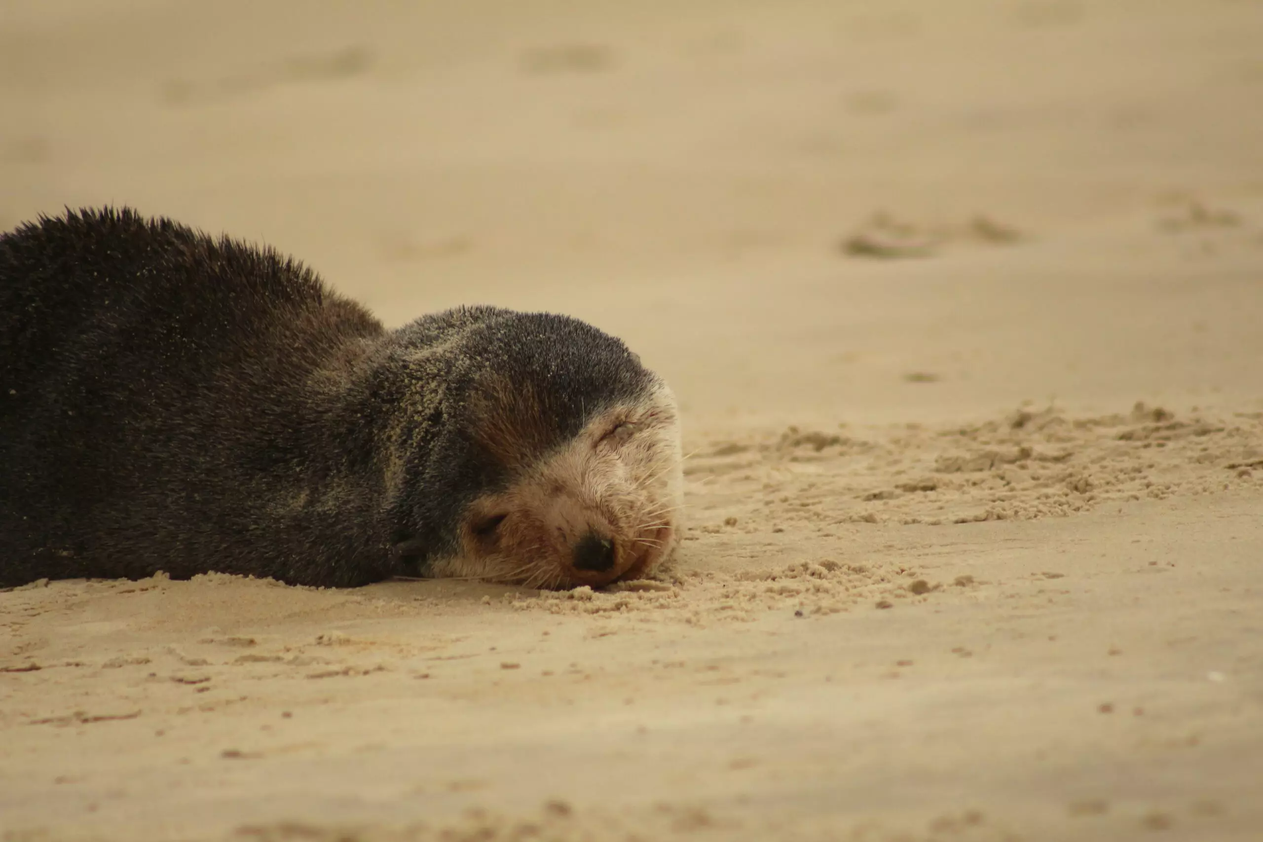 Foto: Divulgação | R3 Animal