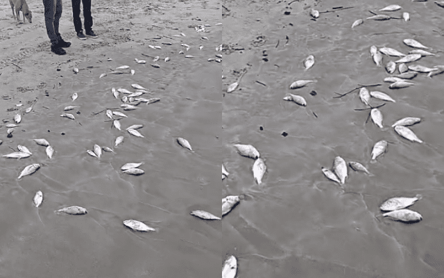 Peixes aparecem mortos em praia do Litoral Norte de SC | Foto: redes sociais