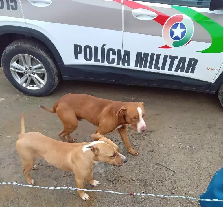 Imagem: Polícia Militar de Santa Catarina