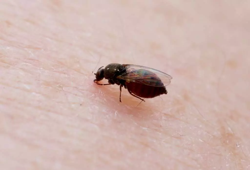 Foto: Laboratório de entomologia da Dive/Divulgação.