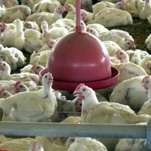 Doença de Newcastle: Brasil suspende exportações de carne de aves