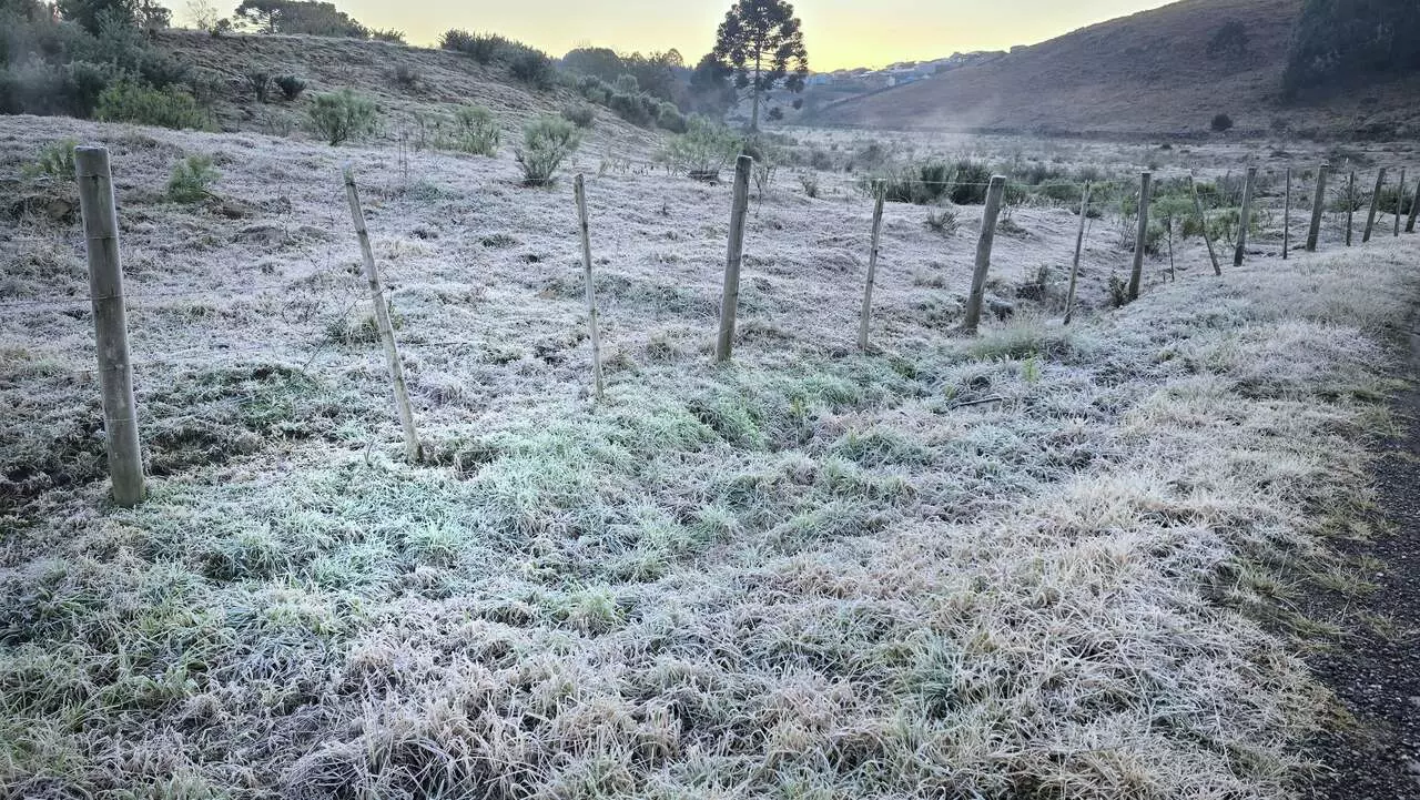 Geada deixa campos branquinhos de gelo no Vale dos Caminhos da Neve em São Joaquim | Foto: Mycchel Legnaghi