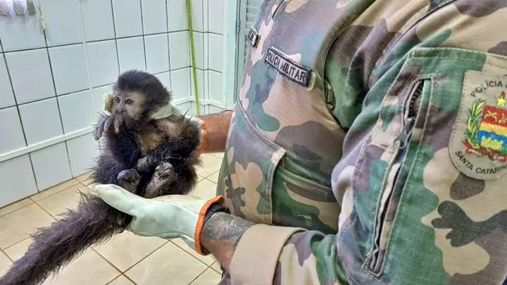 Imagem: Polícia Militar de Santa Catarina