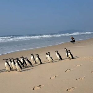 Momento fofura: pinguins são soltos em praia de Florianópolis; veja vídeo | Foto: Associação R3 Animal