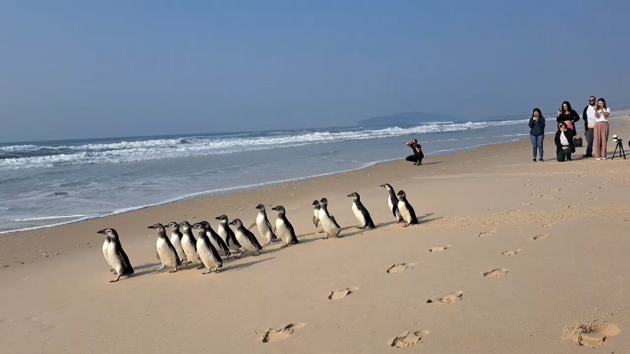 Momento fofura: pinguins são soltos em praia de Florianópolis; veja vídeo | Foto: Associação R3 Animal