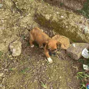 Caso de maus-tratos: filhote com doença severa é resgatado ao lado de cão morto em SC | Foto: GOR