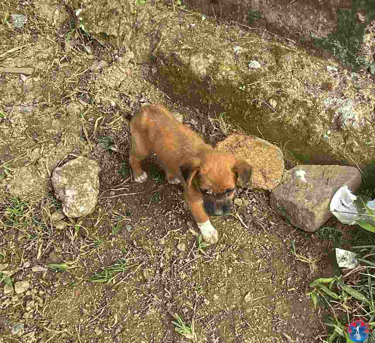 Caso de maus-tratos: filhote com doença severa é resgatado ao lado de cão morto em SC | Foto: GOR