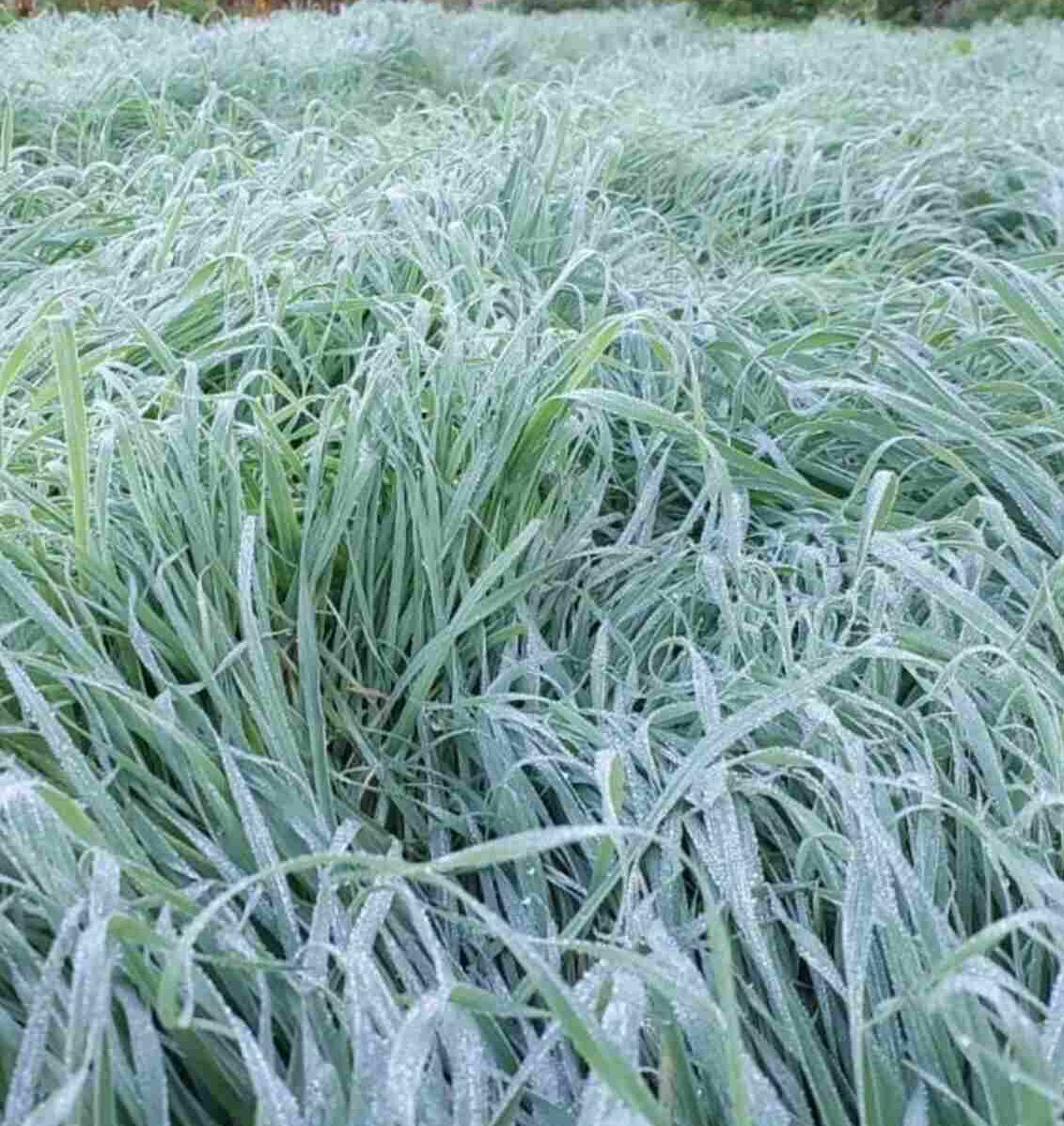 Foto: Epagri Ciram/Divulgação 