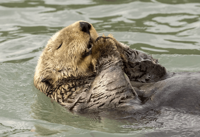 “Saying my prayers” | Christine Haines/Comedy Wildlife