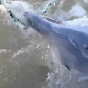 Golfinho preso em rede de pesca irregular é libertado no Litoral de SC