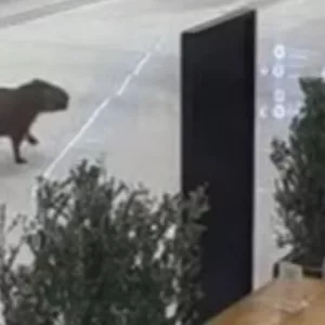 Passageira inesperada! Capivara é flagrada 'passeando' por aeroporto em Florianópolis | Foto: Reprodução/Instagram