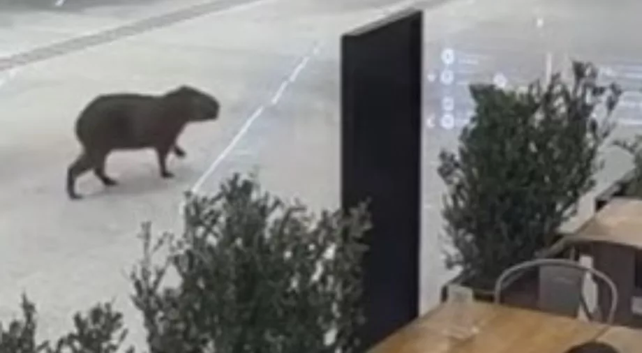 Passageira inesperada! Capivara é flagrada ‘passeando’ por aeroporto em Florianópolis | Foto: Reprodução/Instagram