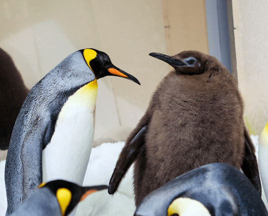 Foto: Reprodução/Redes Sociais (sealifemelbourneaquarium) 